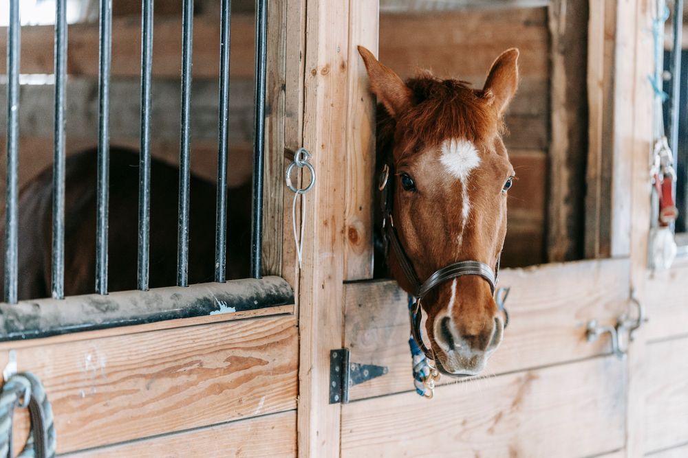 Horse looking out from a wooden stall door