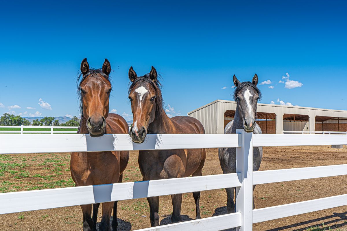 Horses standing by a white fence on a rural farm